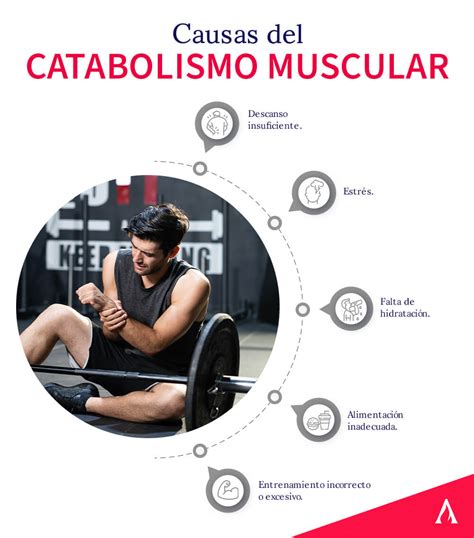 catabolismo muscular - sistema muscular humano